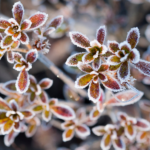 Flores de temporada: edición invierno