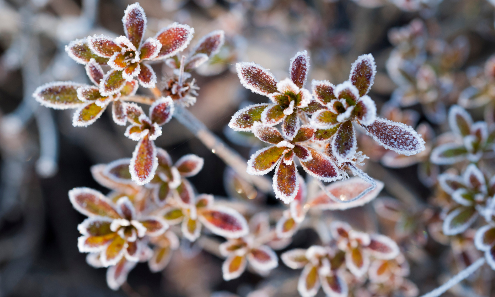 invierno