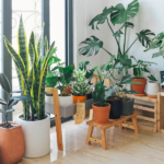 Plantas decorativas que purifican el aire